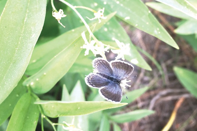 Western tailed blue butterfly. - COURTESY DESCHUTES LAND TRUST