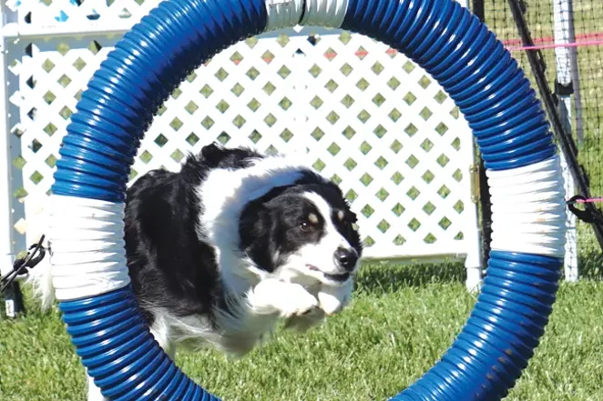 This participant nails leaping through a hoop. - CYLVIA HAYES