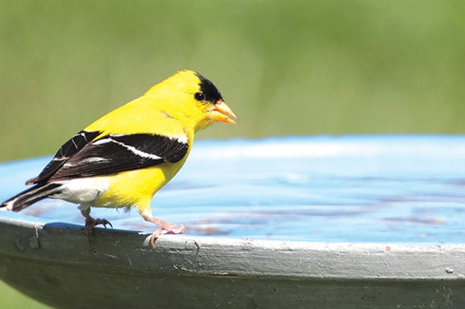 This goldfinch prepares to take a cooling drink &mdash; a welcome treat in the summer heat. - COURTESY DEPOSIT PHOTOS