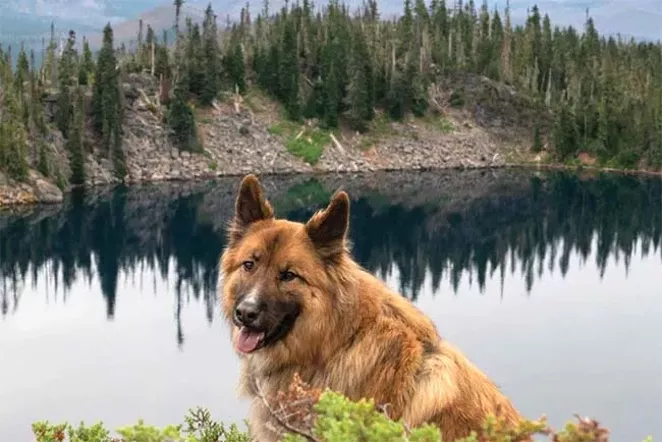 We have a weak spot for dogs out in nature. - @VICTORIAABRAND