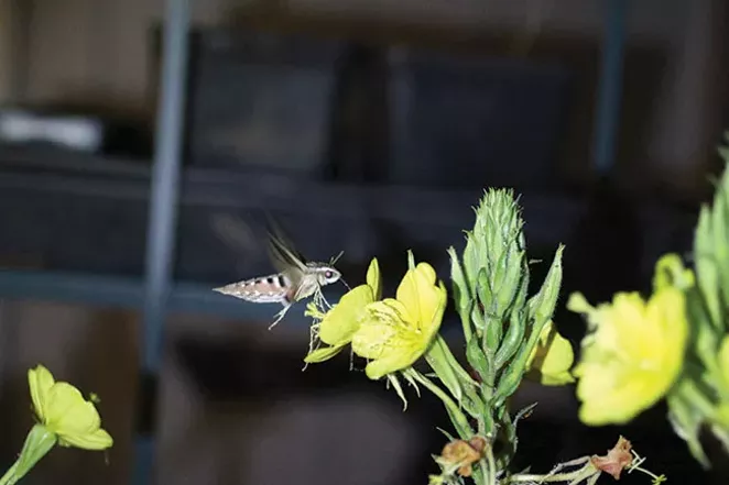 A white-lined sphinx moth pollinates an evening primrose at night. - PHOTO BY DAMIAN FAGAN