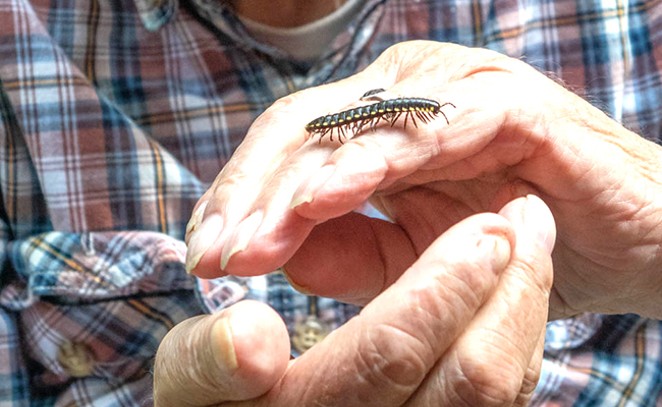 The author deftly handles a Yellow-spotted millipede. - SUE ANDERSON