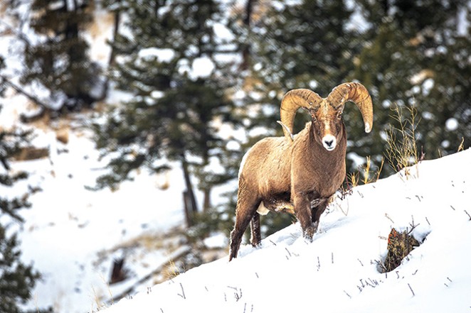 "Denizens of the Steep" contrasts the joy of backcountry skiing with the threatened extinction of bighorn sheep. - COURTESY ONDA
