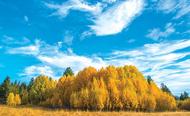 This aspen grove is on fire! With color, that is. No matter the viewpoint, aspen provide a fall bounty of beauty. - COURTESY DESCHUTES LAND TRUST