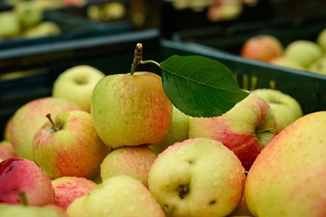 Negli Stati Uniti vengono coltivate 2.500 varietà di mele e sono di stagione nei mesi autunnali.  - CORTESIA DONNA BRITT