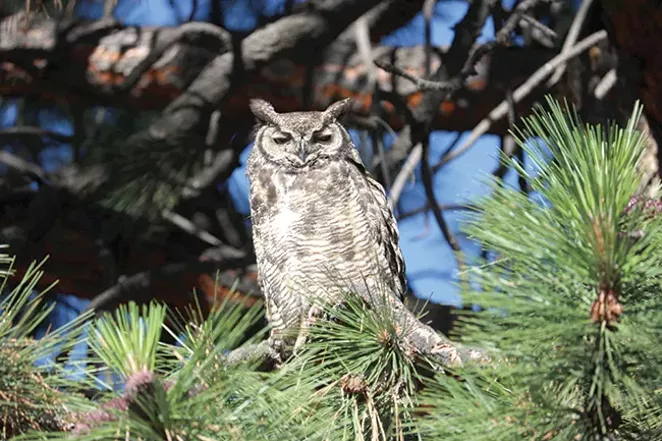 Species Spotlight: Great Horned Owl