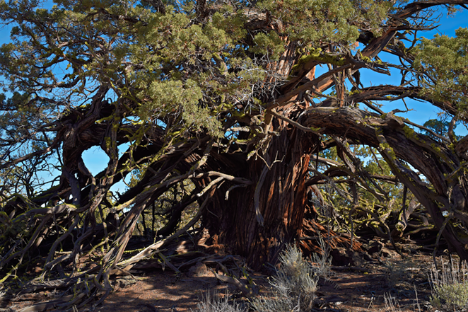 VIDEO: The Oldest Tree in the Badlands