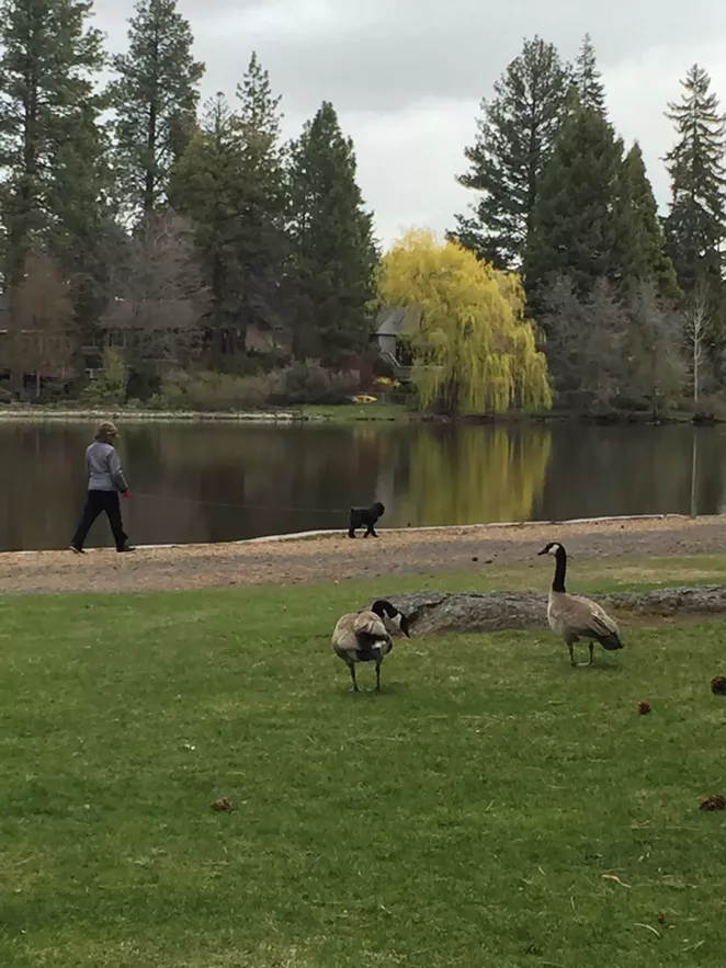 Overcast skies in Drake Park before the sunny weekend. - LEIGHA THRELKELD