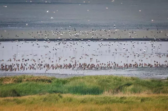Birds of Lake Abert (and the fun of getting there)