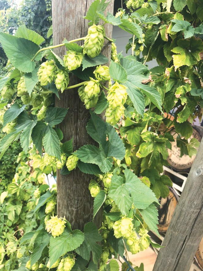 The hops at Crux's brewery will make mouths happy this fall. - PHOTO BY KEVIN GIFFORD