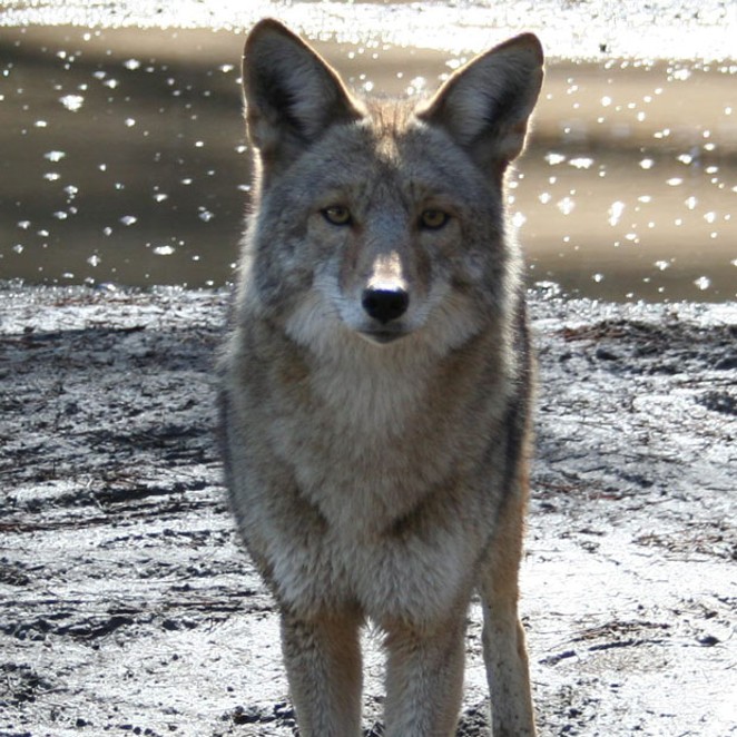 Our ever-present, handsome and clever native coyote, Canis latrans (which translates to "barking dog," a reference to the many vocalizations they produce.) - SUBMITTED