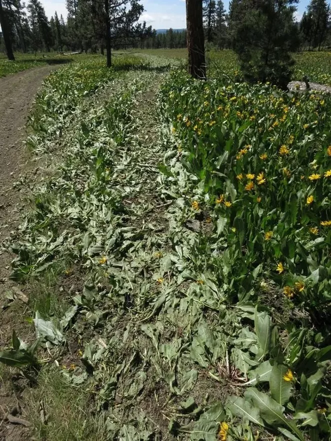 Court Shoots Down OHV Trails in the Ochocos