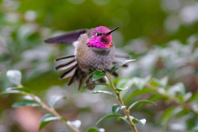 Hummingbirds Ahead!
