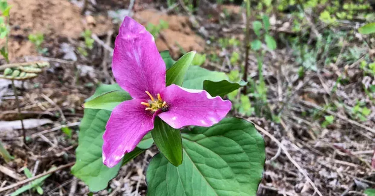 Instead of Buying Flowers, Go for Nature's Bouquet | Local ...