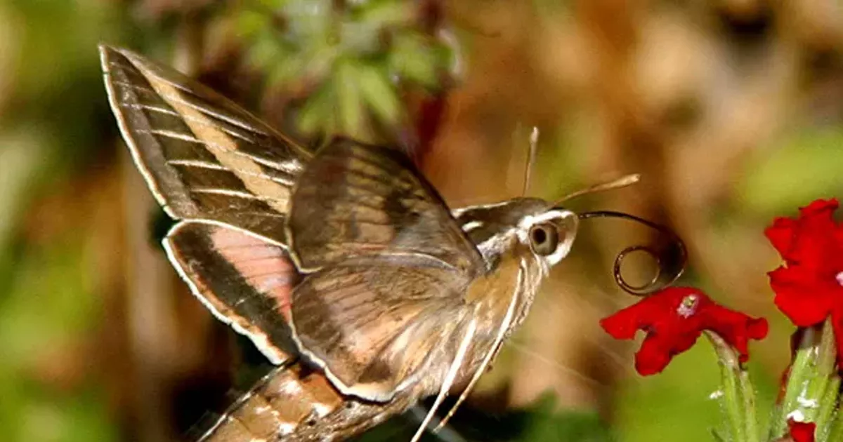 How Big Do Hummingbird Moths Get