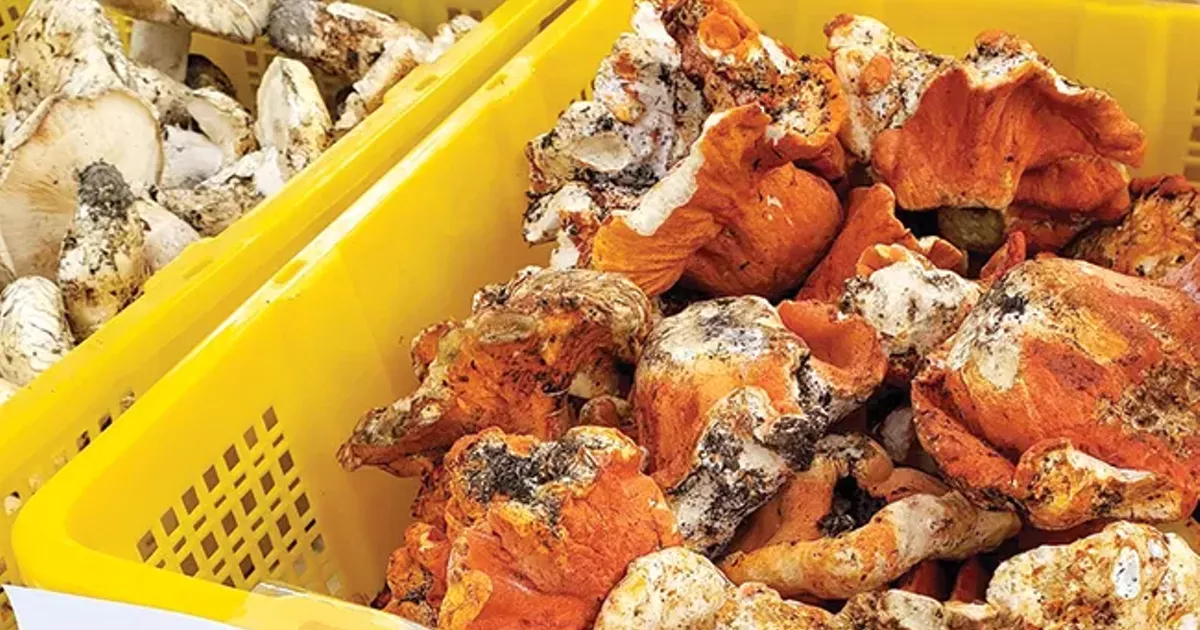 Fungi Festival Celebrates the Culinary Wealth of the Oregon Forests