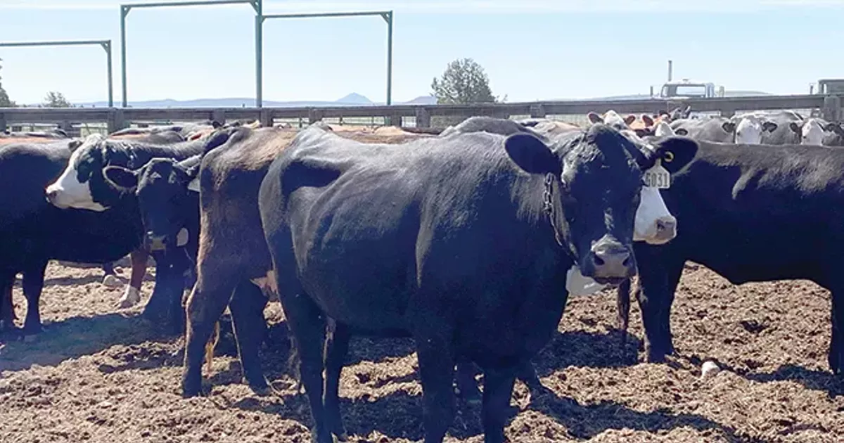 Virtual Fencing A Paradigm Shift to Livestock Management The Source