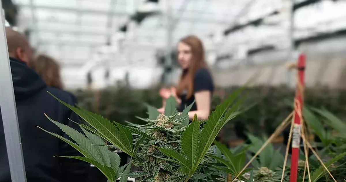 County Changes Pot Rules The Source Weekly Bend, Oregon