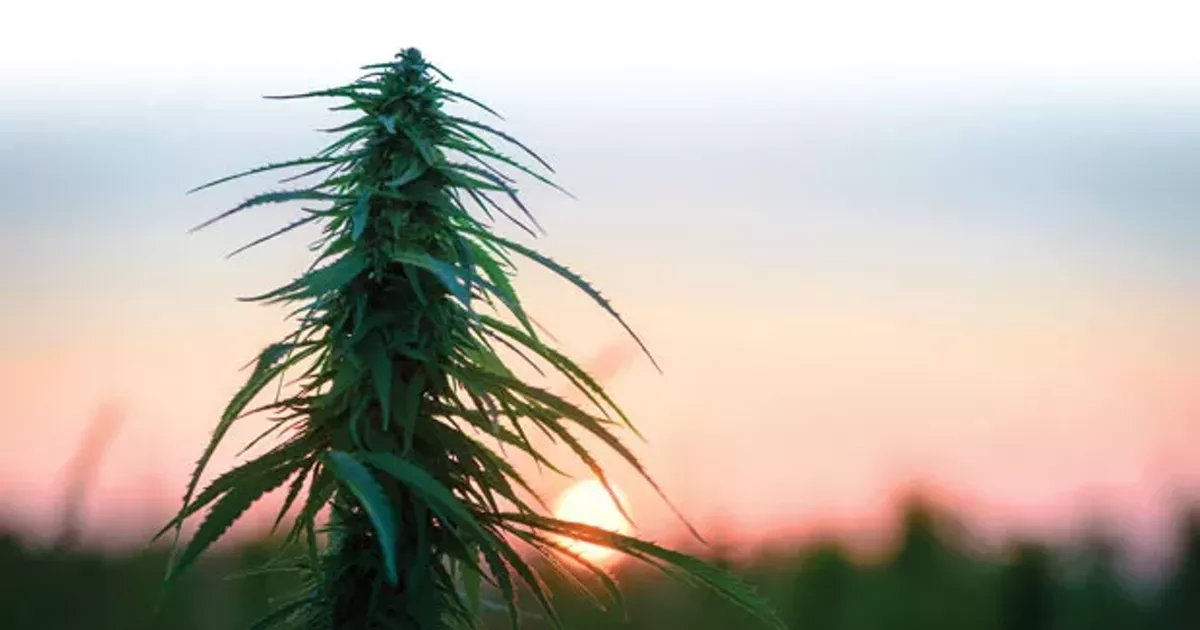 Marijuana Rules The Leaflet Bend The Source Weekly Bend Oregon