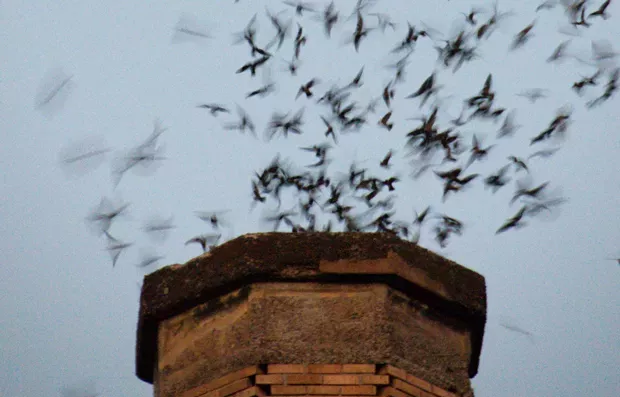 Return of the Vaux's Swifts