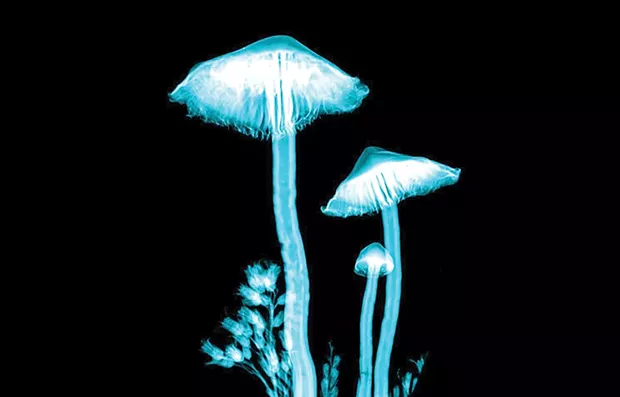 Mushroom Boom Looms