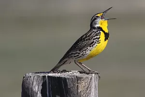 Signs of Spring in the Wild