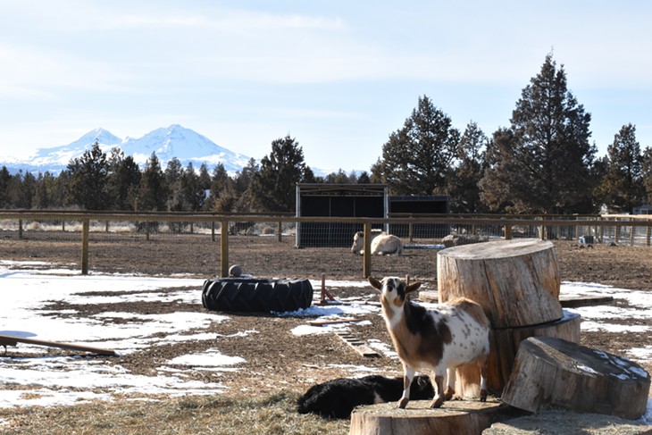 Farm Animals Living in Harmony ▷ [With Video] | The Source Weekly - Bend,  Oregon
