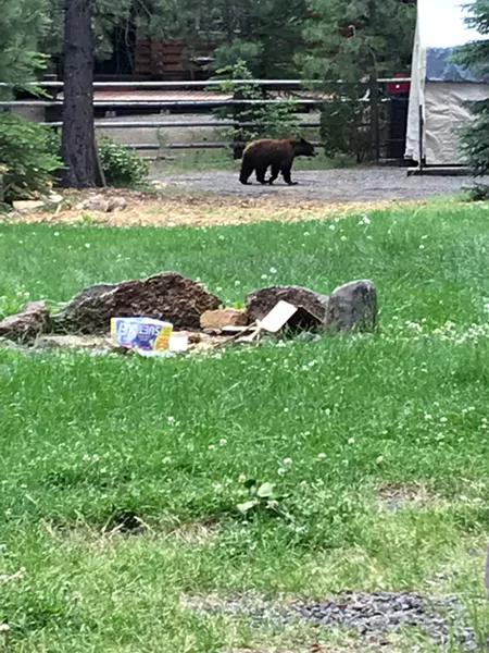 The bear moving through residential areas. - DESCHUTES COUNTY SHERIFF'S OFFICE