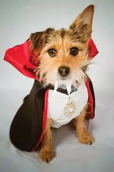 Honorable mention: Rusty as Count Dracula. - SUBMITTED