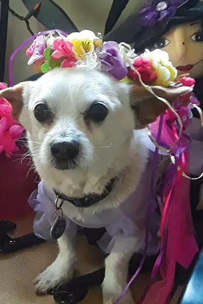Poppy - SUBMITTED