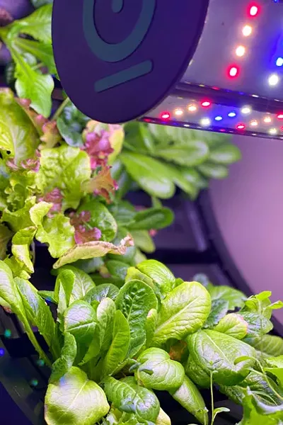If the lettuce don't get you, then the lighting will; small wheel grows graceful greens. - LISA SIPE