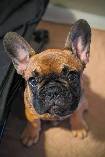 Gracie - BAN TAT