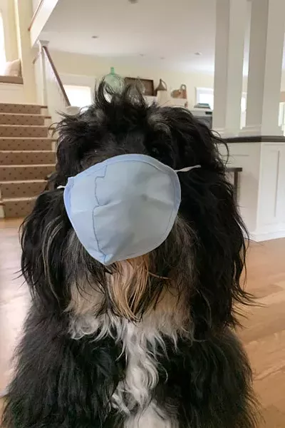 Pablo, Pamela Morgan's pup, has been practicing mask-wearing in anticipation for the McKay Cottage reopening. - PAMELA MORGAN