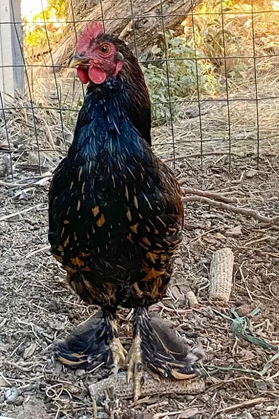 Want to give away a rooster on Facebook? No way, says Facebook. But posting inane, untrue memes about a political candidate? Well... - NICOLE VULCAN