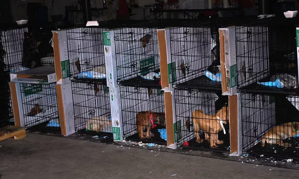 The aftermath of a 500-dog seizure in Fort Worth, Texas. Pictures taken at the temporary shelter HSUS, PetSmart, and the UAN set up to hold the dogs as they await their freedom. - JOSH HENDERSON