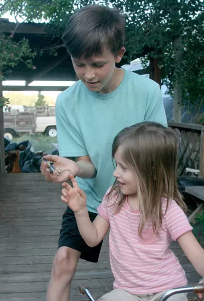 Grandkids Daxon and Jane show off the beautiful male fence lizard Daxon found. Inset, fledgling American Kestrel with a mouth full of delicious fence lizard. - JIM ANDERSON