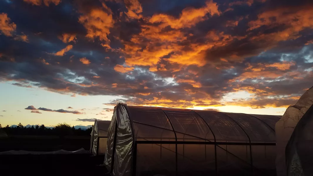 FARMER'S DIARY