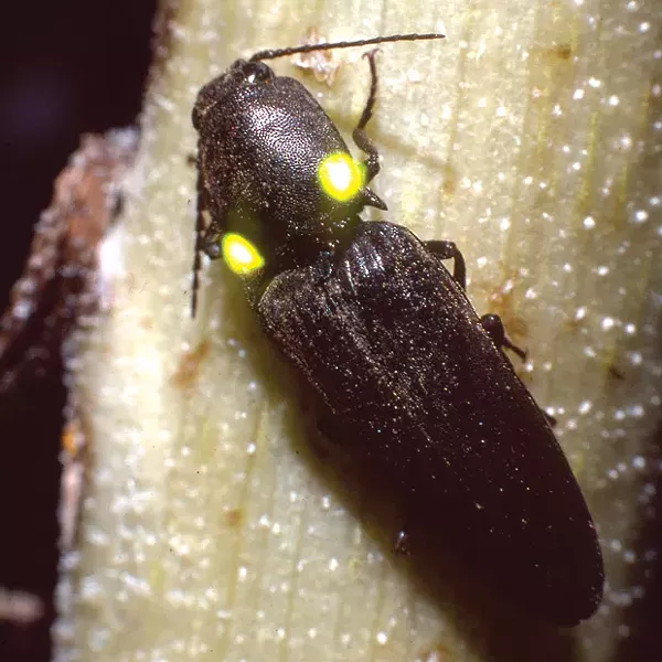 Click Beetle, Deilelater physoderus—unfortunately not an Oregonian, but found all over the Southwest. - JIM ANDERSON