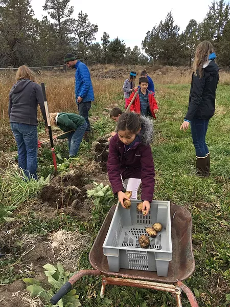 Third graders at the Waldorf School of Bend harvest the school's garden crop. - WALDORF SCHOOL OF BEND