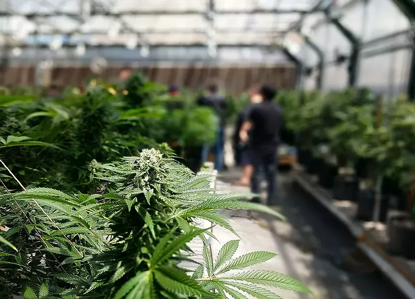 Deschutes County regulations require growers to grow marijuana indoors, along with a number of other regulations that some say are the strictest in the state. - WIKIMEDIA COMMONS