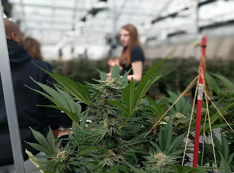 Growers in Deschutes County are already barred from growing outdoors—but under the new rules, voted on Oct., 24, their indoor lights will not be allowed to be visible from sundown to sunup. - WIKIMEDIA
