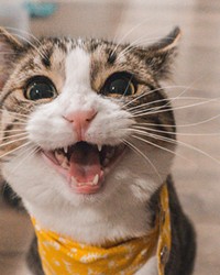 Caring for Cats’ Chompers