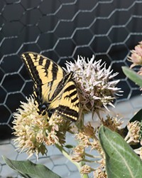 Swallowtail butterflies visit showy milkweed flowers in a Bend backyard garden.