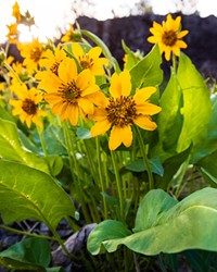 Arrowleaf balsamroot is the OG Central Oregon wildflower that offers a bevy of medicinal and edible benefits.
