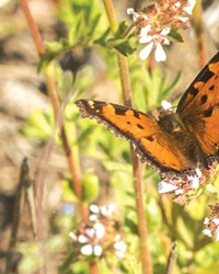 A California tortoiseshell butterfly rests on a flower during the summer at Skyline Forest.
