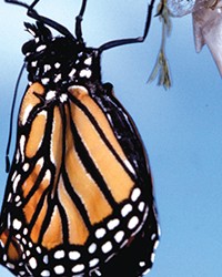Life history of the Monarch Butterfly, adult Monarch emerging
