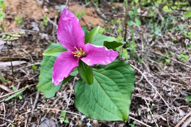 A trillium sprouted near Hood River this spring. - CHRIS MILLER