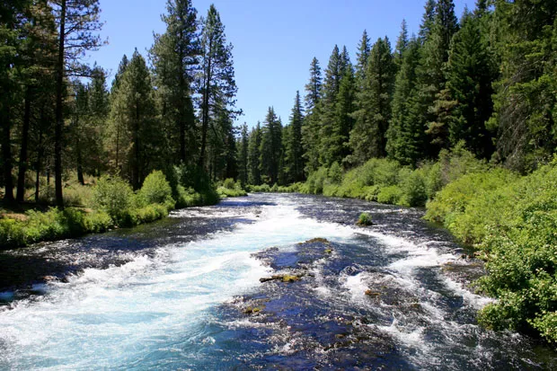 A view of the Metolius River just below Wizard Falls Fish Hatchery. - WIKIMEDIA COMMONS