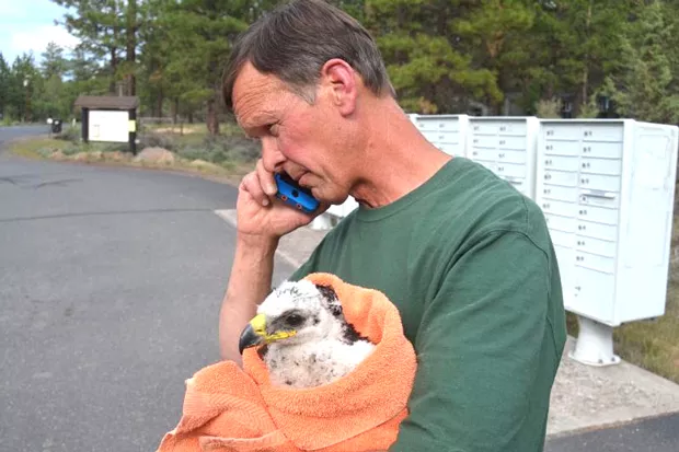 Gary Landers takes rescued eaglet Whychus to his rehab facilities. - JIM HAMMOND