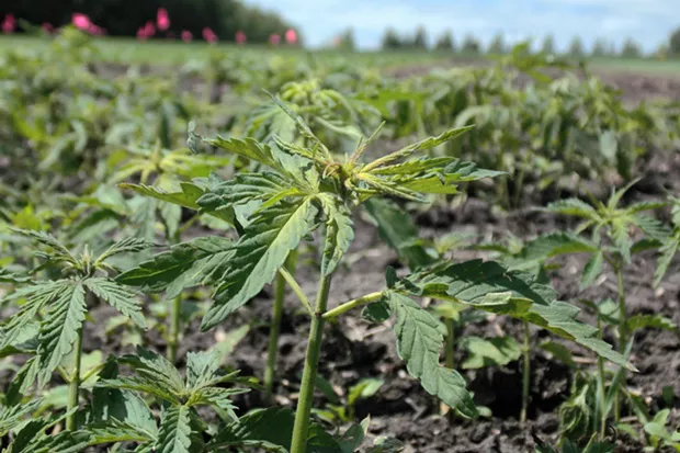 Industrial hemp has become a fast growing crop in Oregon and around the U.S. - MAGDALENA BOKOWA